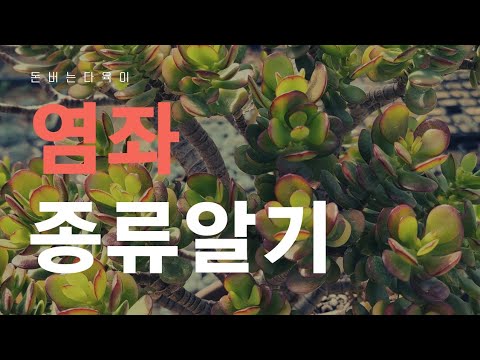 #다육이 돈들어 온다고 알려진 #염좌 종류크기 그리고 2천평 농장 쪼끔 구경해 볼까요? Korea succulent