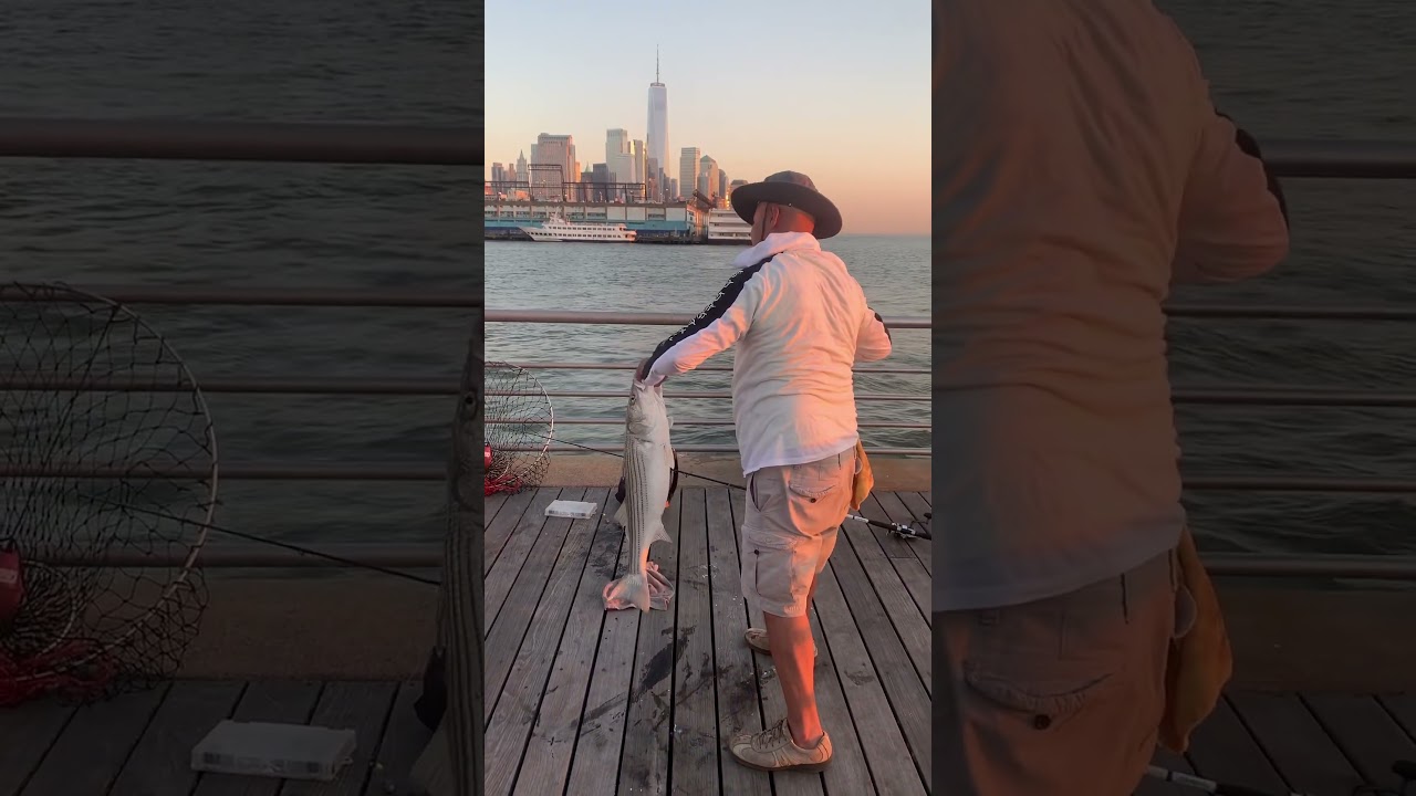 Two MONSTER Striped Bass Caught in NYC 