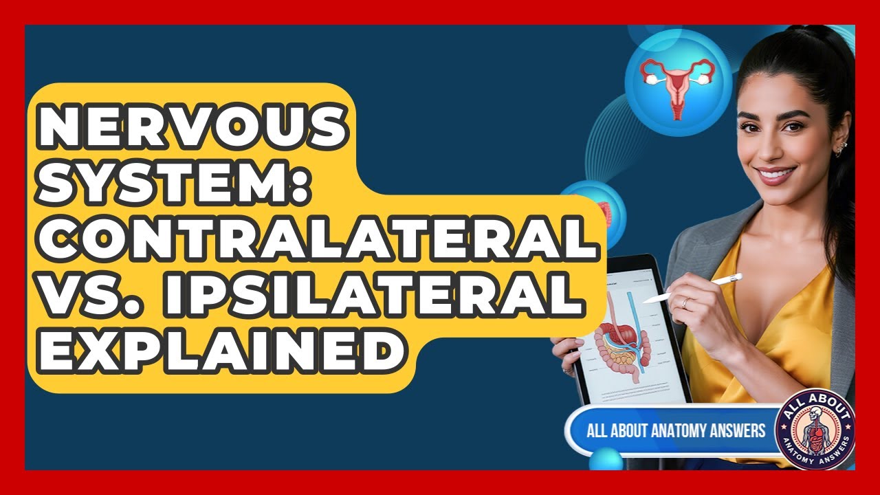 Nervous System: Contralateral Vs. Ipsilateral Explained - All About Anatomy Answers