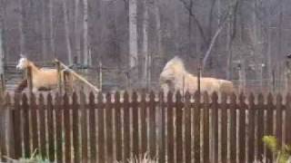 Horse Gets Kicked in the Head!!