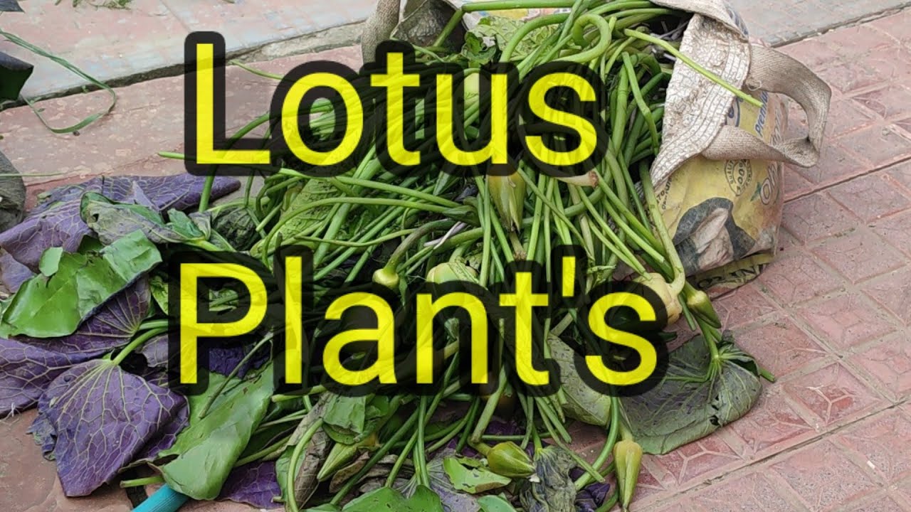 Can lotus grow in just water? YouTube