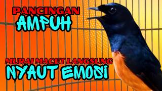 pancingan murai batu GACOR ampuh JADIKAN murai MACET nyaut EMOSI❗❗
