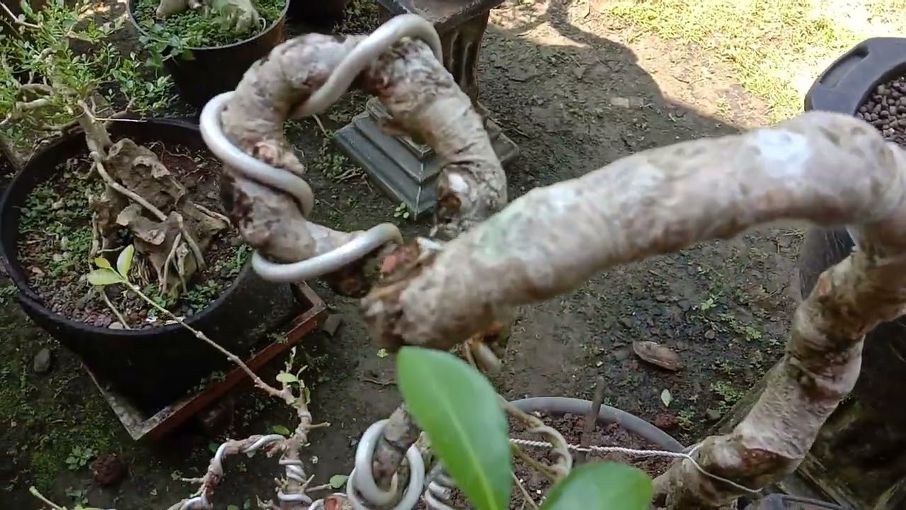 cara,,buat bonsai shianci yang di pareasi pakai batu!!!