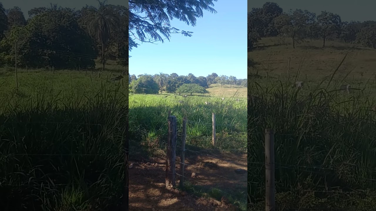 VACAS LEITEIRAS , AQUI FUNCIONA BEM