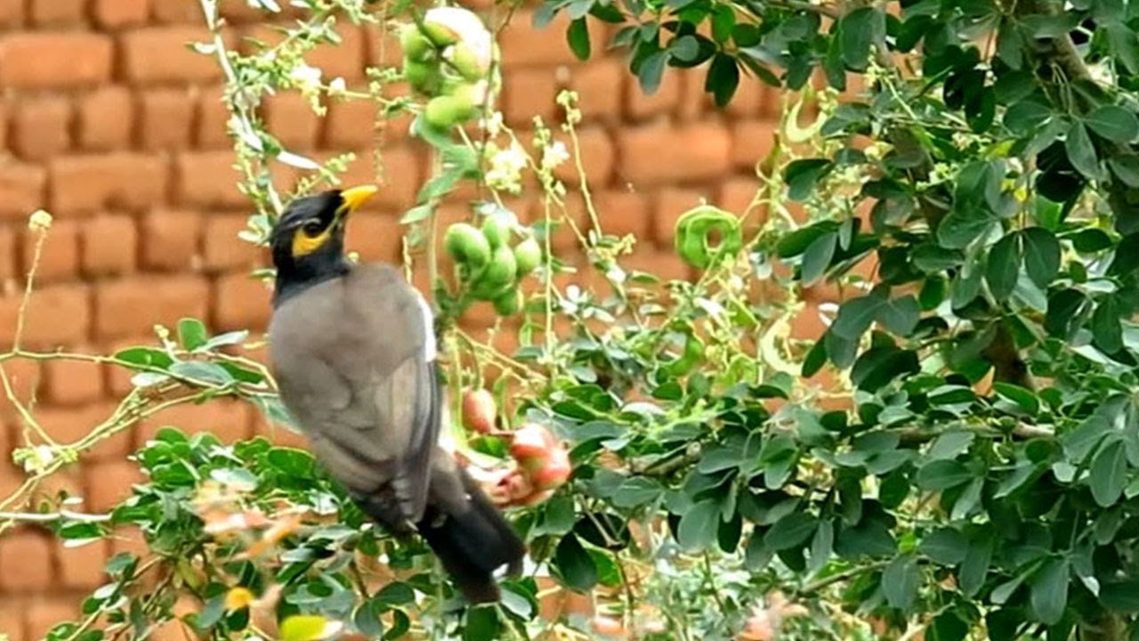 Myna eating Camachile Fruit/ Manila tamarind