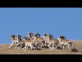 Big 5 and the Snow Leopard in Mongolia