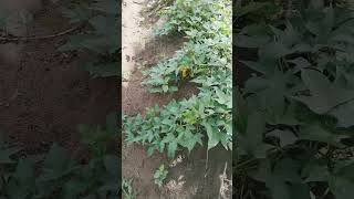 plantação de batata doce