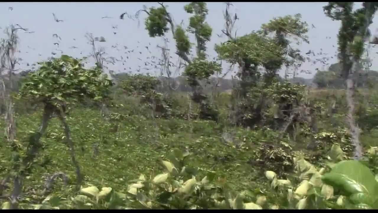 Zambia   Kasanka -Fruit Bats