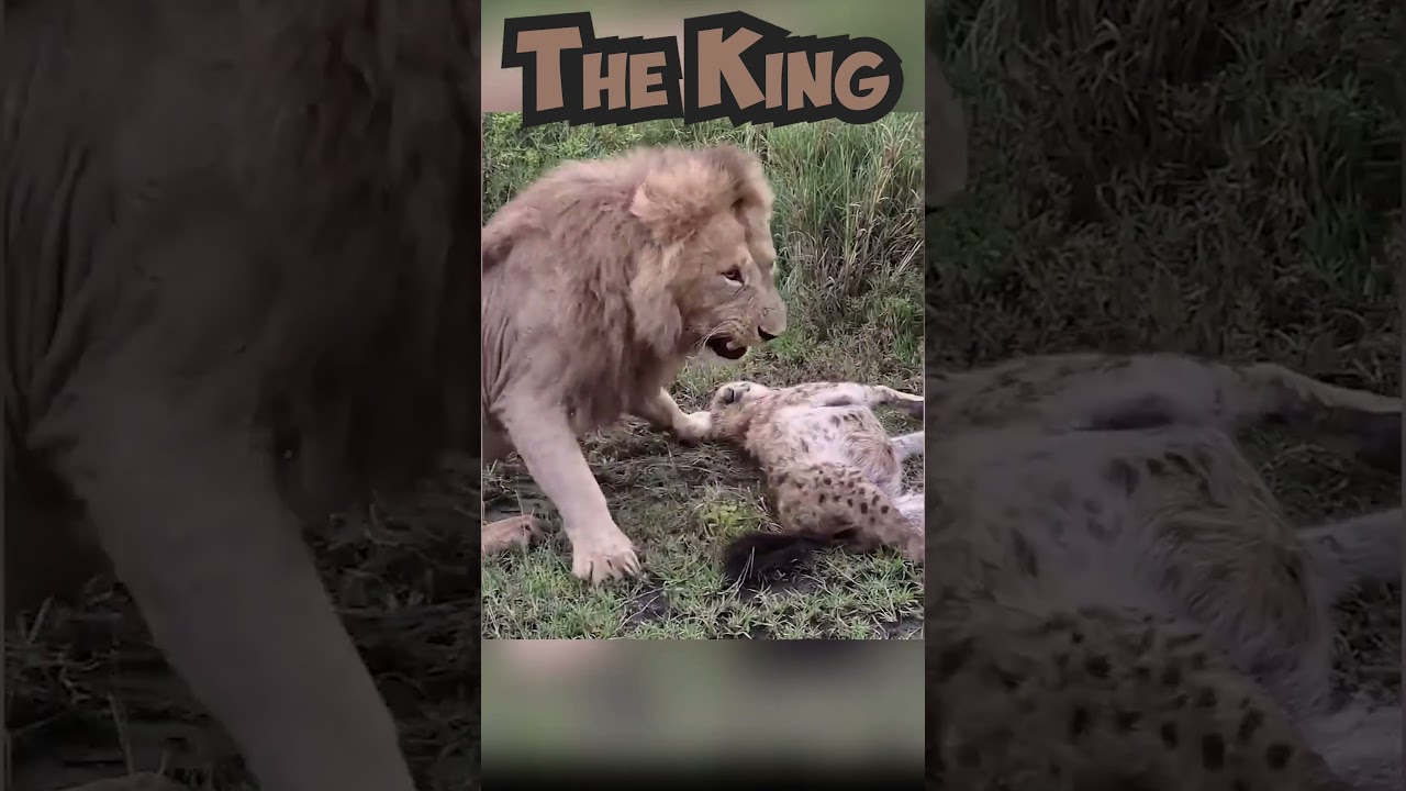 Feeding Time with Lion the Jungle King Wildlife #4k #viral #reels #wildlife