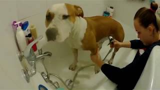 Amstaff - Niestraszna Nam Pogoda