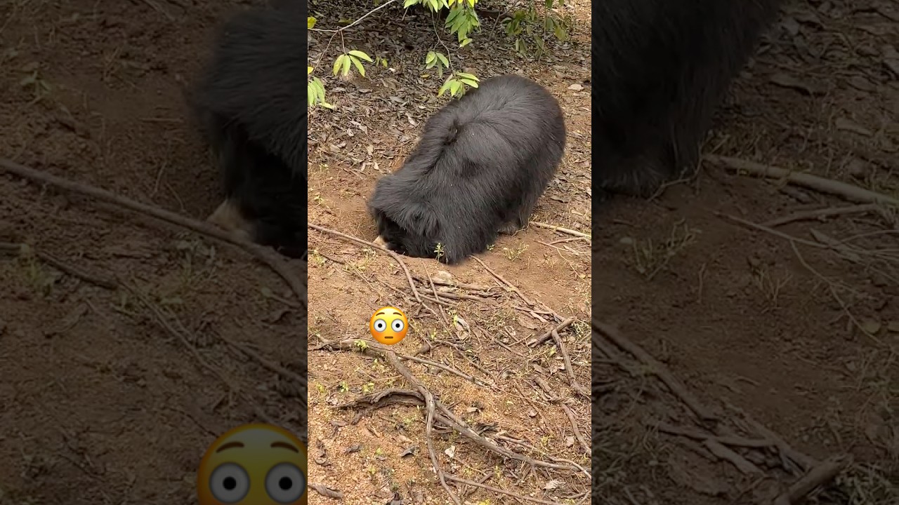 Sloth Bear Also Known As The Indian Bear | 