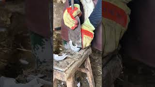 Master repairs donkey's hoof, swift and neat cut, very relieving to watch.