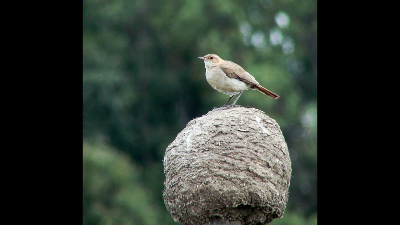 Año 2010 - Salidas de observación de aves