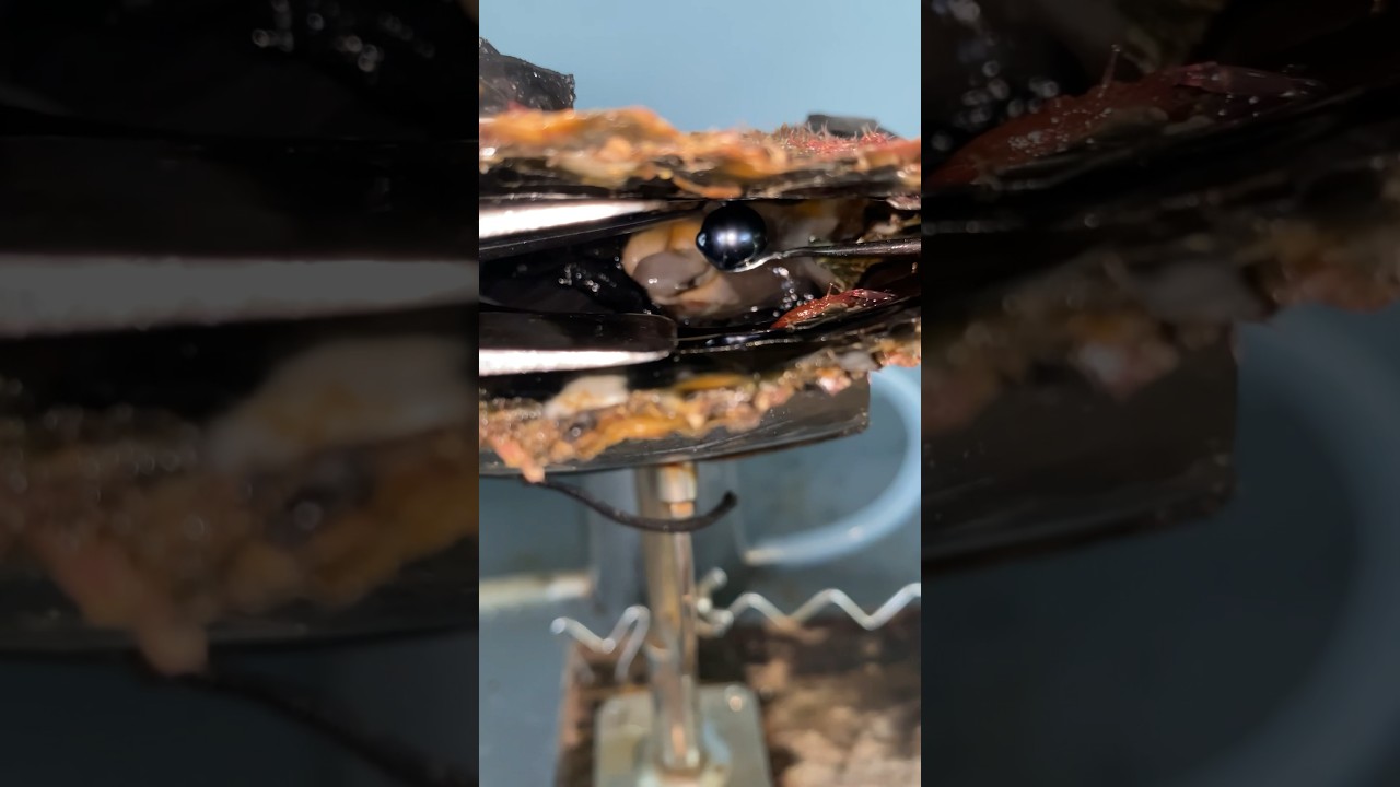 Purple Grape Pearl Emerges From This Oyster 😍