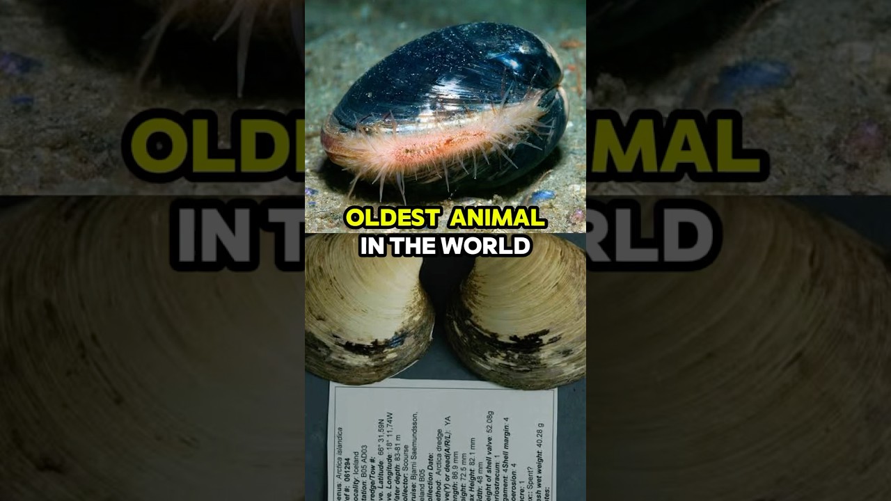 Longest Living Animal | Ocean Quahog 