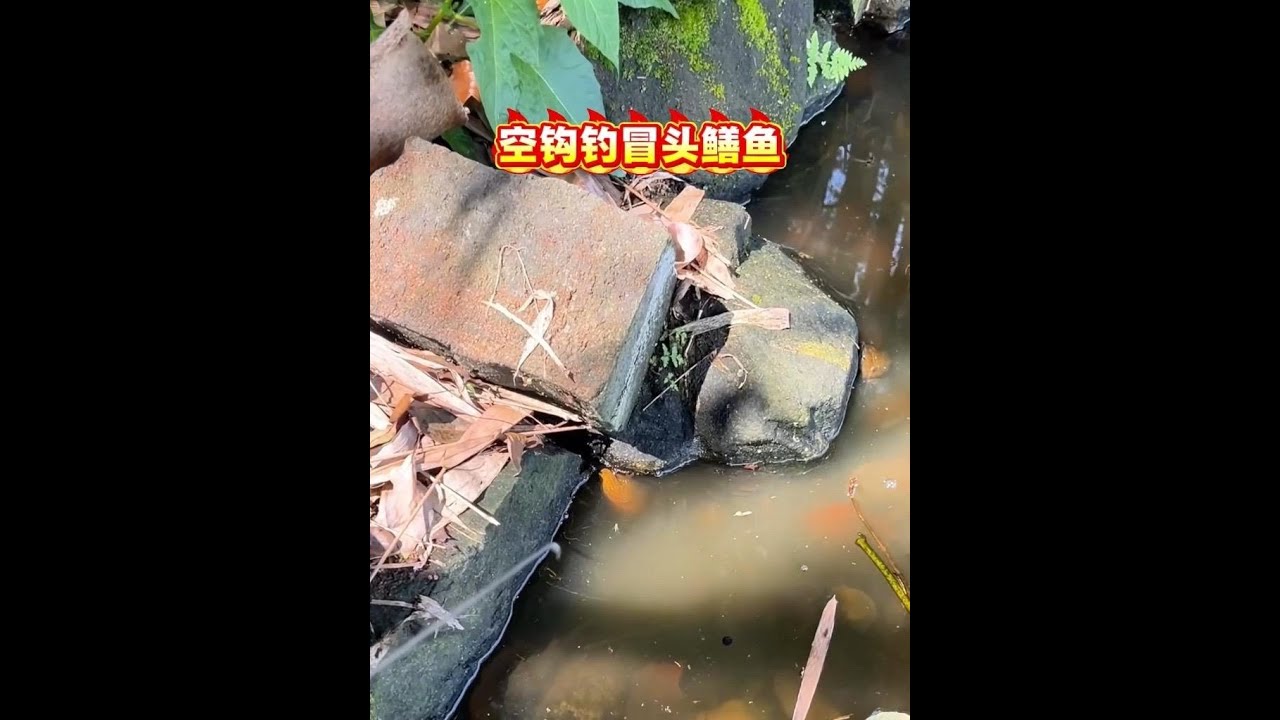 Outdoor fishing eels, no bait is better than bait: Empty hook fishing to catch  silence  Eels, full