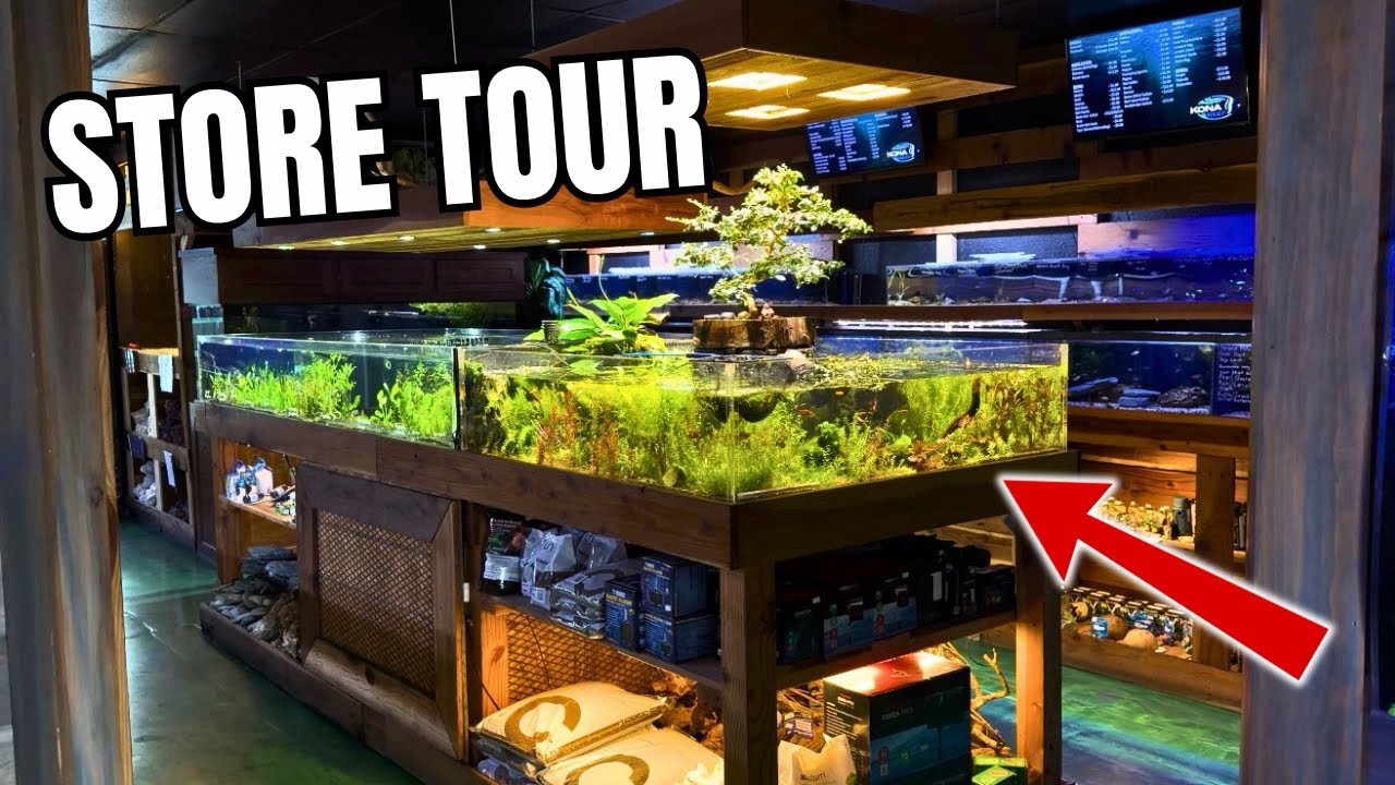 One of the NICEST Fish & Aquarium Stores I’ve Ever Seen (Full Tour)