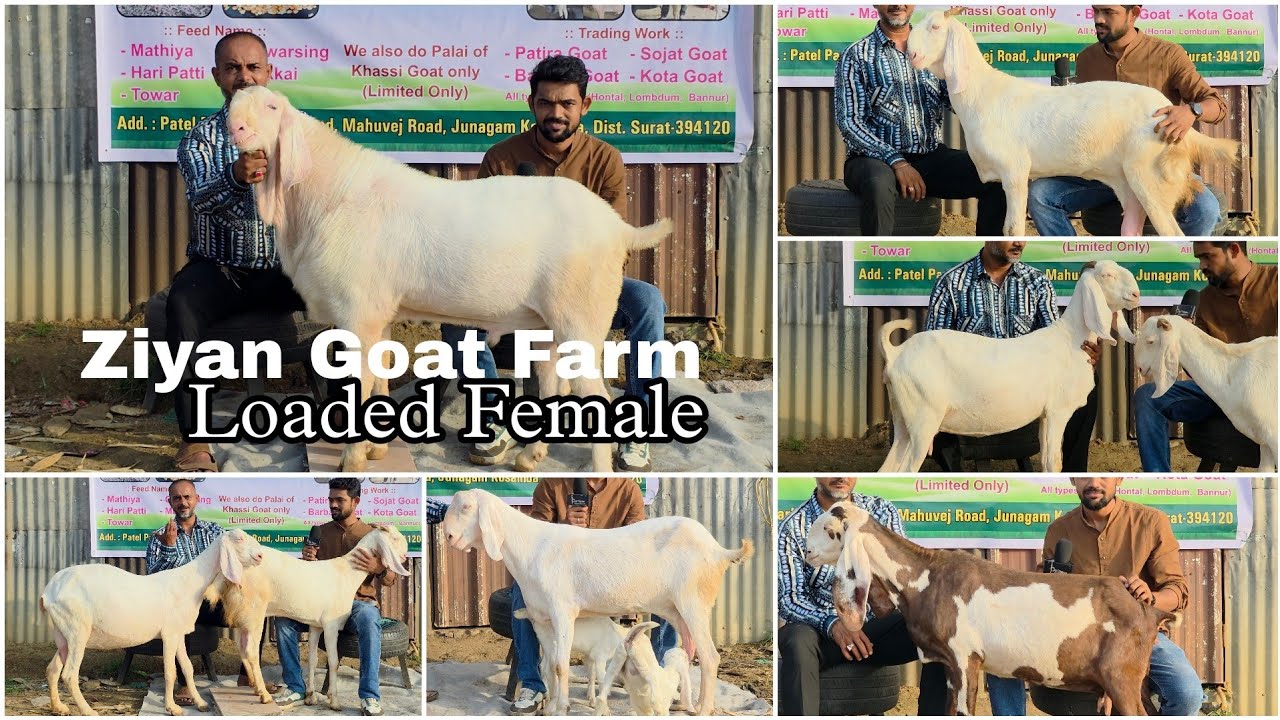 PATIRA LOADED FEMALE | ZIYAAN GOAT FARM | OPEN PRICE | KOSAMBA, SURAT