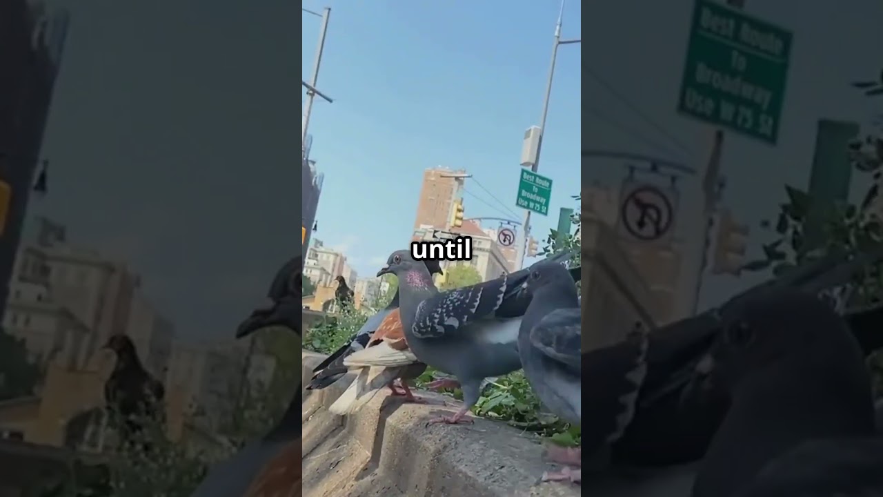 Pigeons: City Birds with Super Powers! 