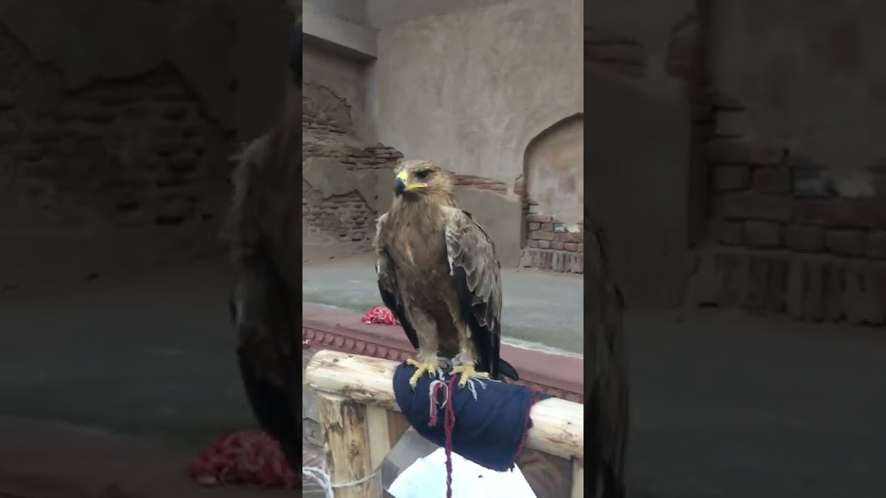 African Eagle at Lahore | Imran Mughal |