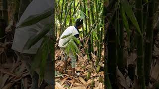 #Bihar bamboo  cutting
