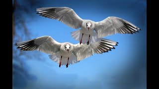 Solero - Mewy Videomix