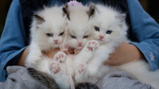 7 Common but Dangerous Mistakes Cat Owners Make 😺🚫