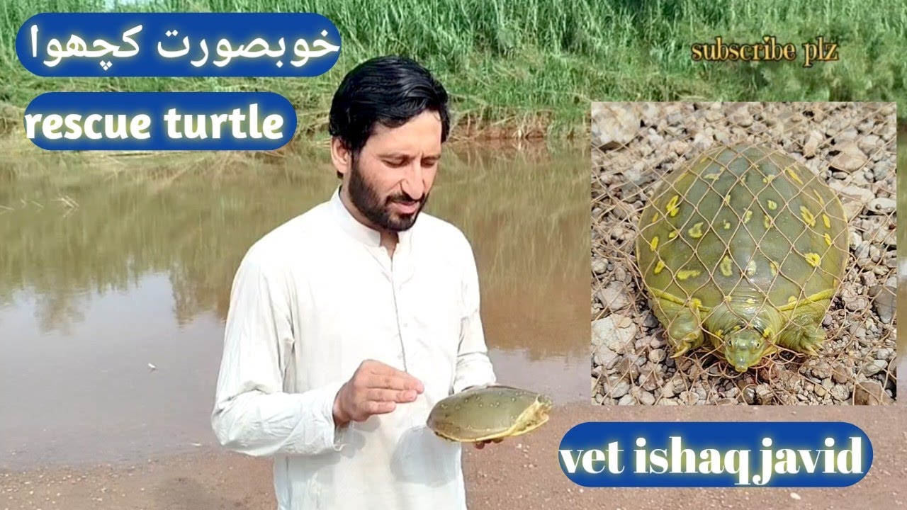 Indian flapshell turtle | rescue turtle by vet ishaq javid