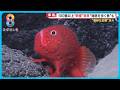 【カワイイ】まるでアニメキャラ!海底山脈の深海で水中ロボットが新種の生物を大発見!