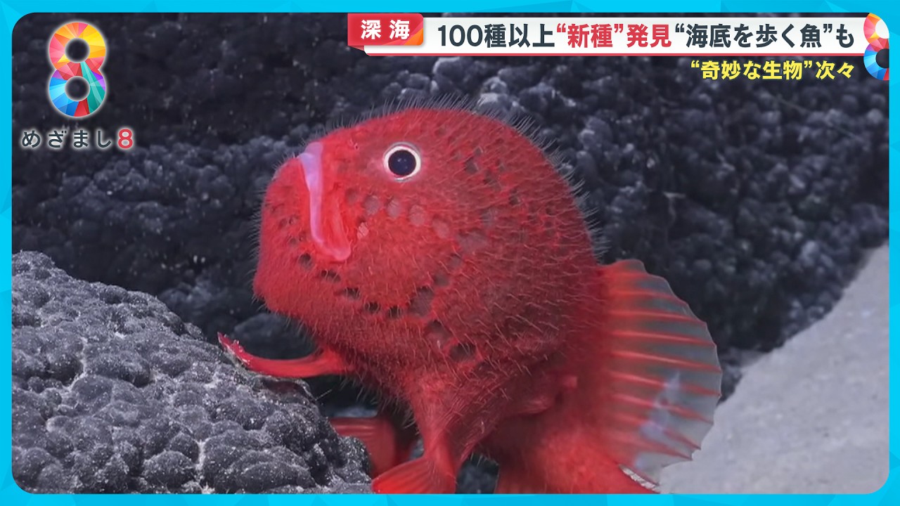 水深7700m深海魚のホルマリン漬け初公開！/ Formalinized Deep-see