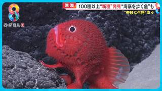 【カワイイ】まるでアニメキャラ海底山脈の深海で水中ロボットが新種の生物を大発見