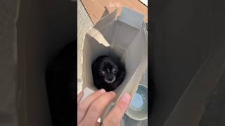 Celebrity LIMITED EDITION FLYING PUDDIN 😱❤️ Wealth