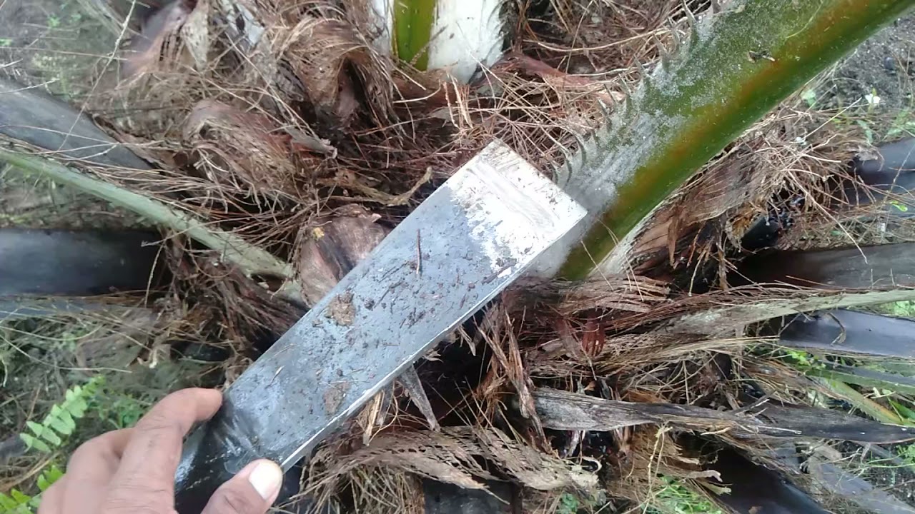 Cara Tunas Pasir Kelapa Sawit ! YouTube