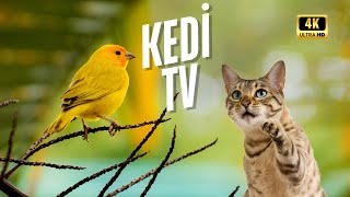 Kediler İçin Tv Kuş Sesleri Ve Görüntüleri 4K Hdr 60Fps