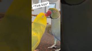 Bring the action! #talkingbird #couplecomedy #couple #cutepets #cuteanimals #funnypets #parrot