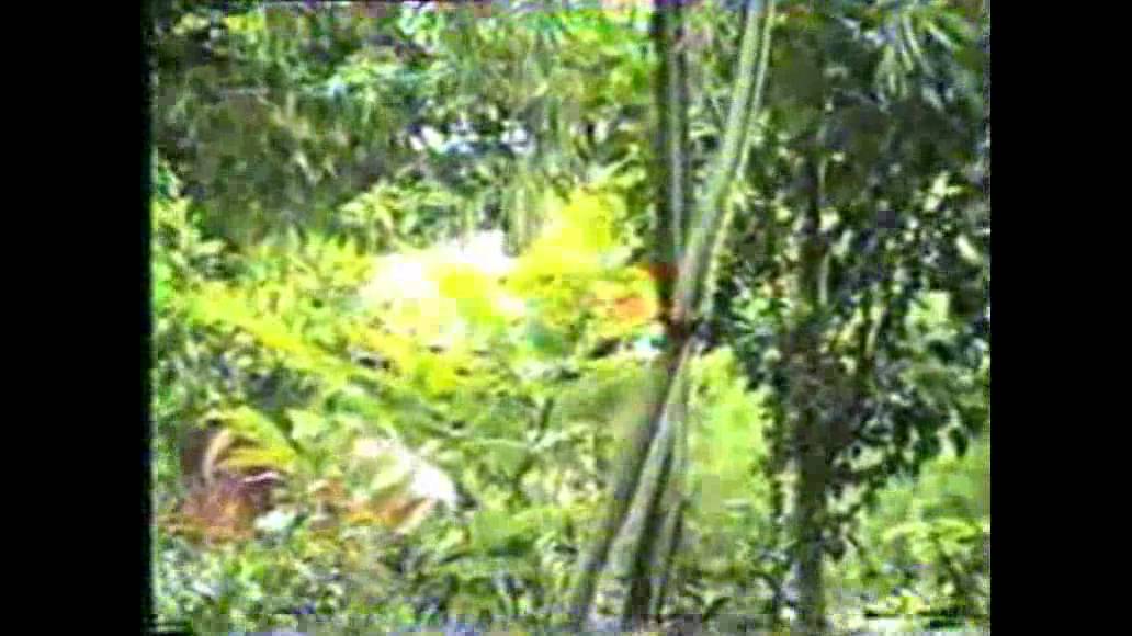 Sulkik Lellou Full length