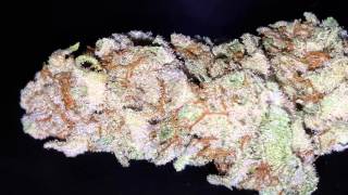 Seattle area cannabis