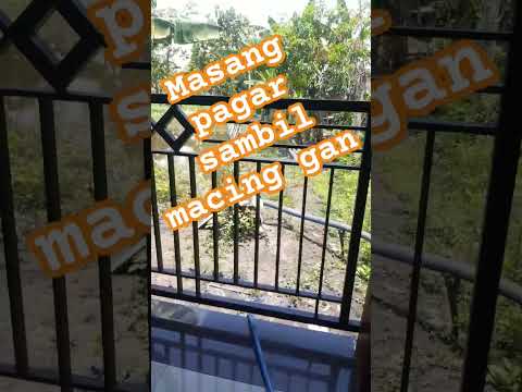 macing dikolam gan