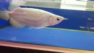 Platinum Shortbody Super Red Arowana