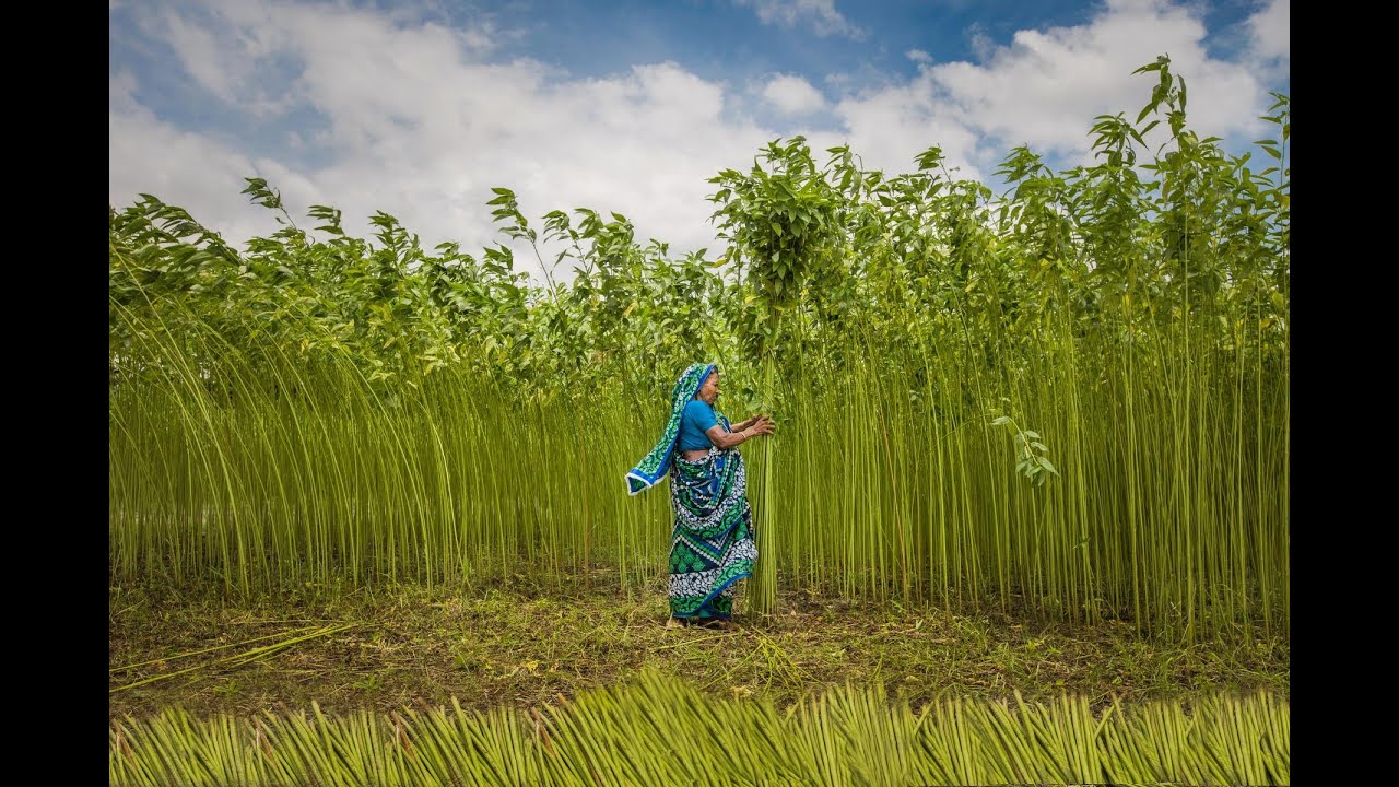 Jute Industry In India Feature News For UPSC Harsh Singh YouTube jute-industry-in-india-feature-news-for-upsc-harsh-singh-youtube