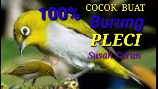 Suara pikat burung pleci ribut !!! Ampuh buat burung yang susah turun !