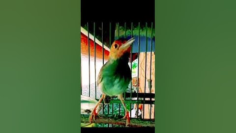 suara prenjak kepala merah jantan gacor#shorts