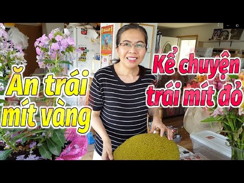 Video Ăn mít nói về trái mít đỏ gian dối - youtube