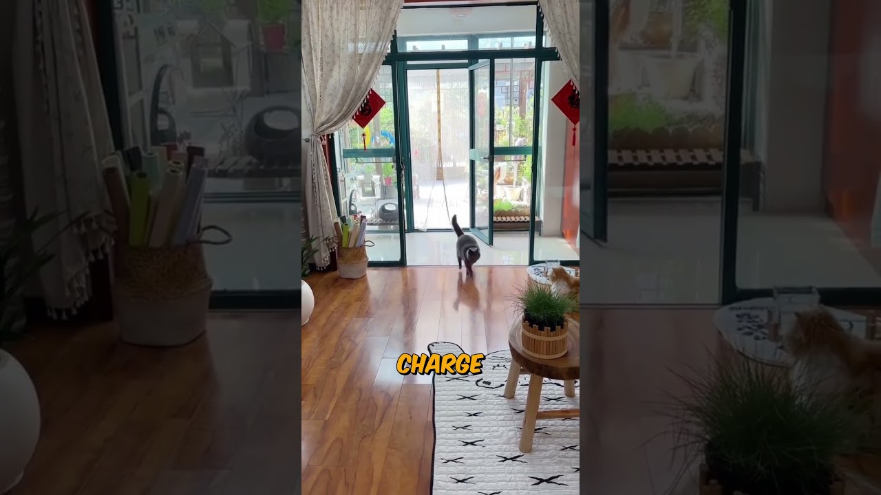 Драматичный ритуал кошки у двери прерывается