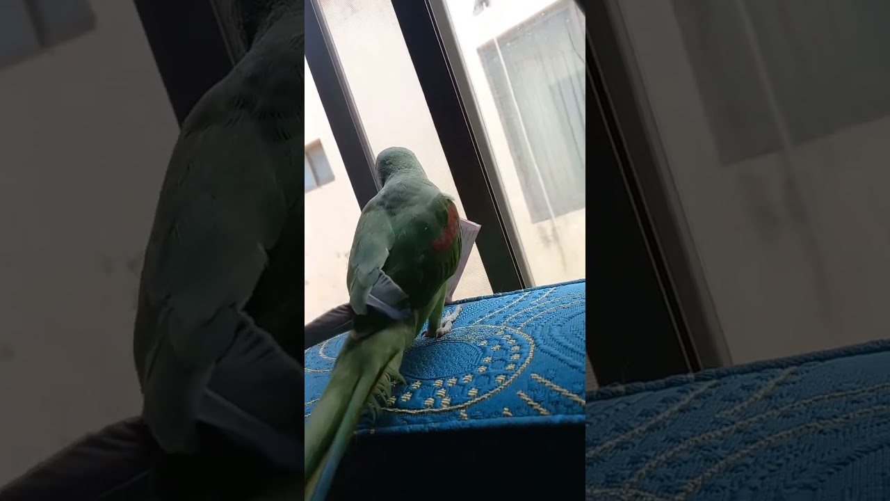 funny parrot 🦜 