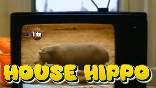 House Hippo YTP Collab