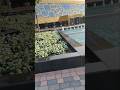 Dubai frem #viral #shortvideos