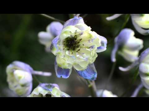 Rene van Gaalen - Garden Overview 2014
