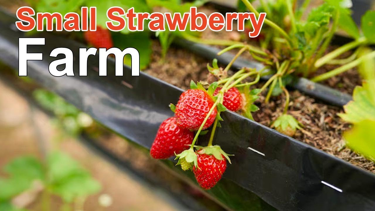 Growing Strawberries At Home - Container Gardening - YouTube