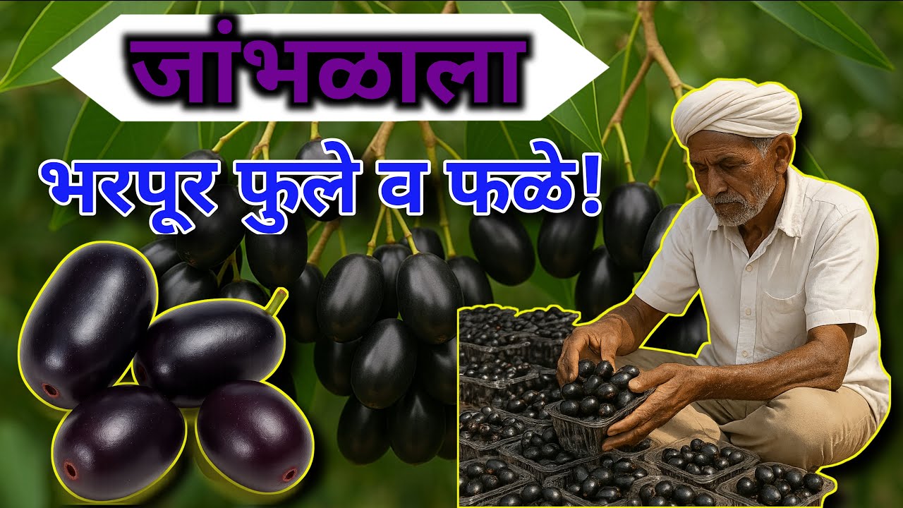 जांभळाला भरपूर फुले व फळे कशी आणायची | तुमच्या जांभळाला फुले लागत नाहीत? | Boost Flowering in Jamun.